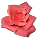 Coral, Rose icon