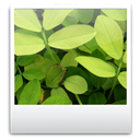 Images, Toolbar icon