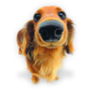 Puppy 4 icon