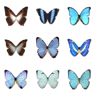 Morpho Butterfly icon sets preview