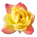 Rose, Yellow icon