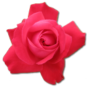 Cerise, Rose icon