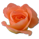 Rose peach 2 icon