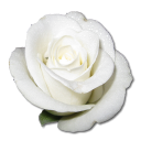 Rose, White icon