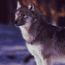 wolf 1 icon