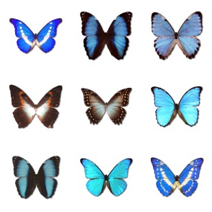 Morpho Butterfly icon sets preview