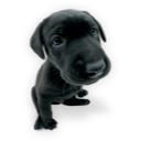Puppy 2 icon
