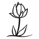 nature, plant, flower, petals, tulip, leaf, growth icon