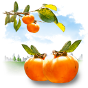 Fruits Persimmon icon
