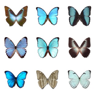 Morpho Butterfly icon sets preview