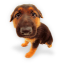 Puppy 6 icon