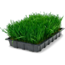 Wheatgrass tray icon
