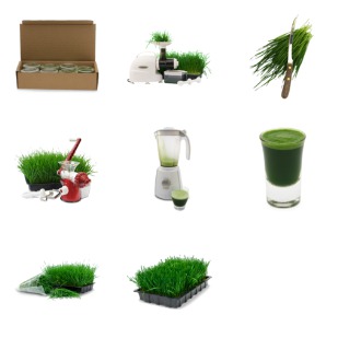 Wheatgrass icon sets preview
