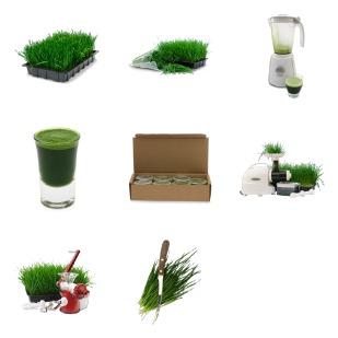 Wheatgrass icon sets preview