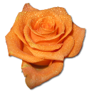 Orange, Rose icon