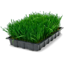 tray, wheatgrass icon