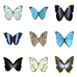 Morpho Butterfly icon sets preview