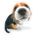 Puppy 1 icon