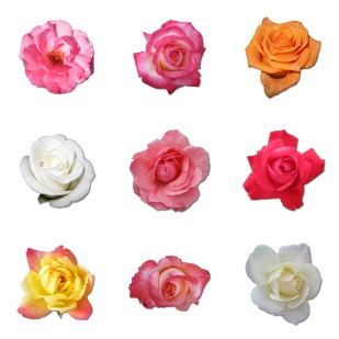 Rose icon sets preview