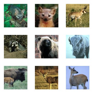 US Fish and Wildlife Service icon sets preview