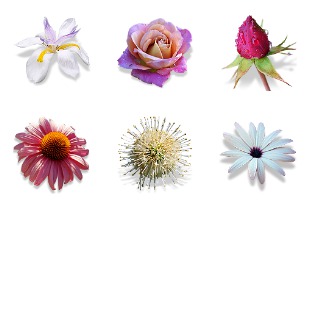 Flowers Vol. 2 icon sets preview